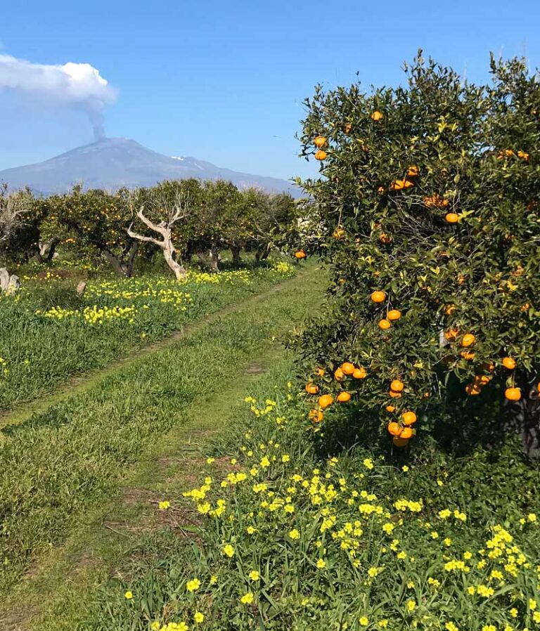 Processo • Orange Fiber